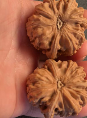 文玩核桃小众品种御龙粗筋三棱生长天然老树果上色快货源直发