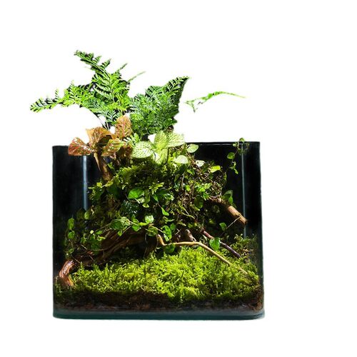 (热带雨林）苔藓植物微景观生态瓶玻璃花房创意办公绿植盆栽生日 - 图3