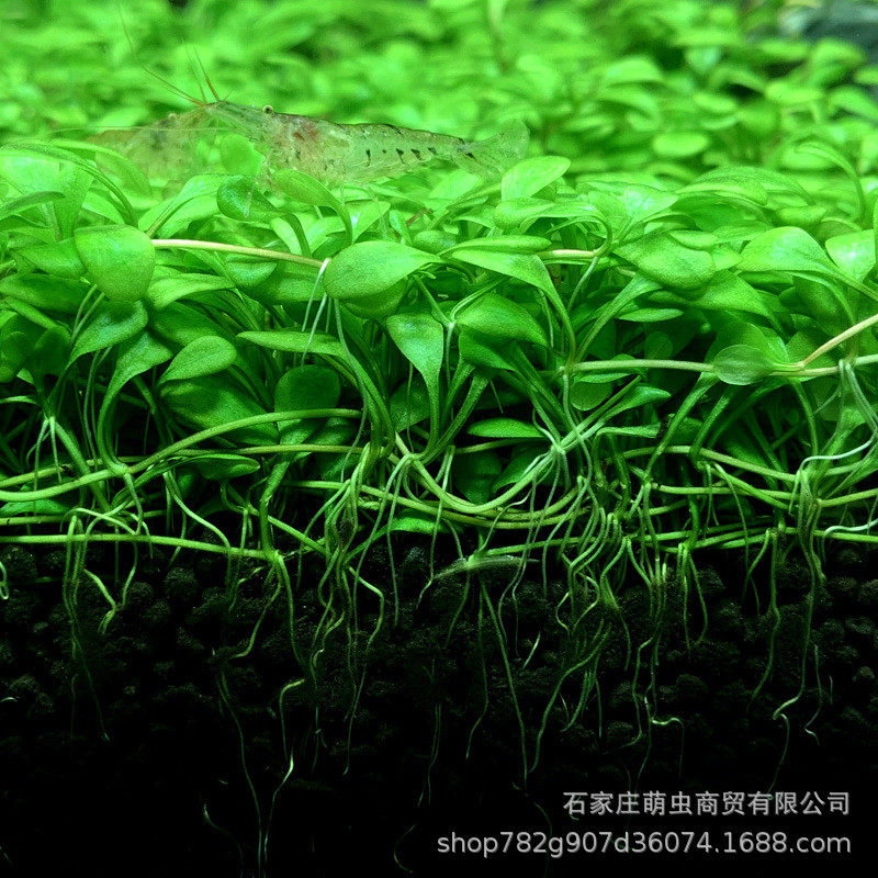 指定用户专拍 8升版 水草泥底砂造景用品套餐陶粒底砂底泥水族箱,淘宝优惠券,粉丝福利购,淘宝优惠卷