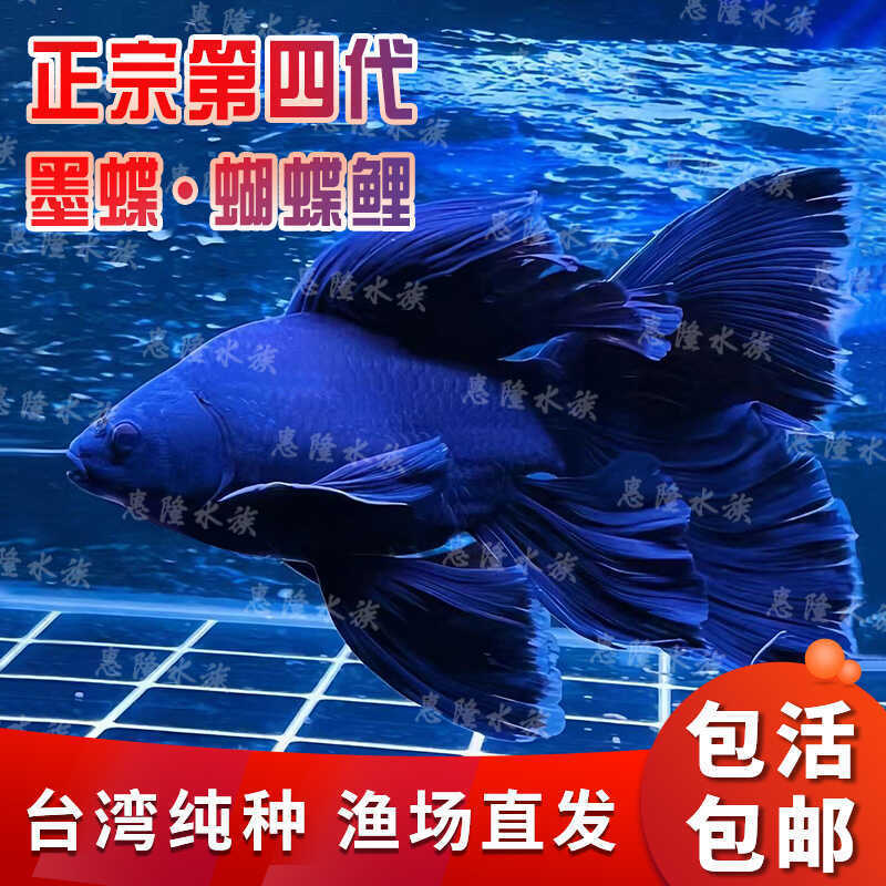 台湾蝴蝶鲤冷水观赏鱼短体大鳍大尾贵妃球体好养淡水鱼包活包邮 - 图1