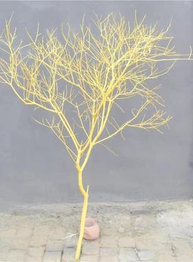 装饰干枝干树枯树干树枝白色树摆件树杆仿真树枝假树枝道具装饰树