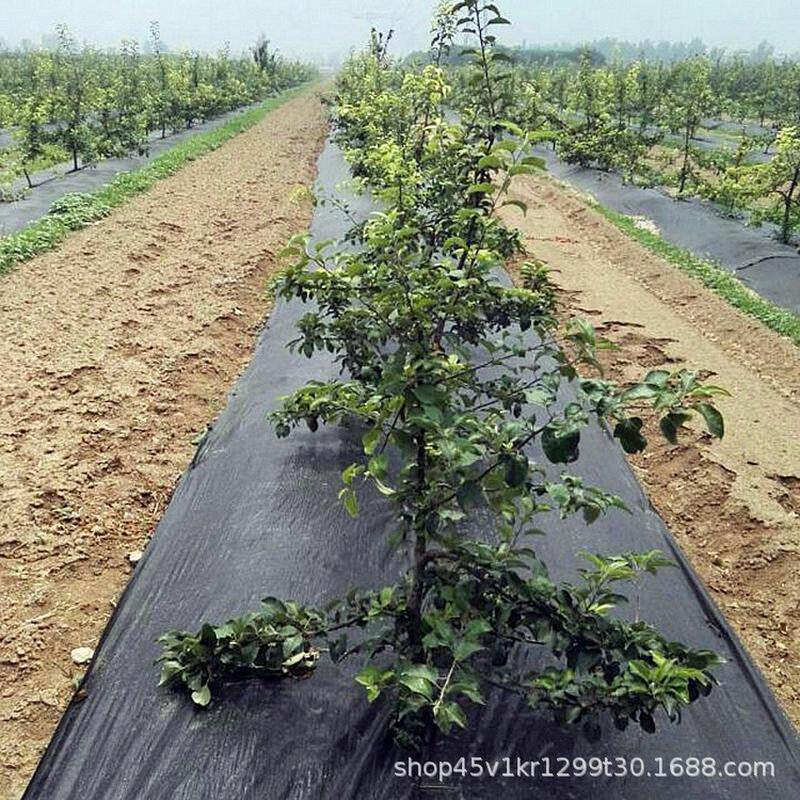 pet防草布蓝莓种植除草布聚酯扁果园除草布丝防草布,淘宝优惠券,粉丝福利购,淘宝优惠卷