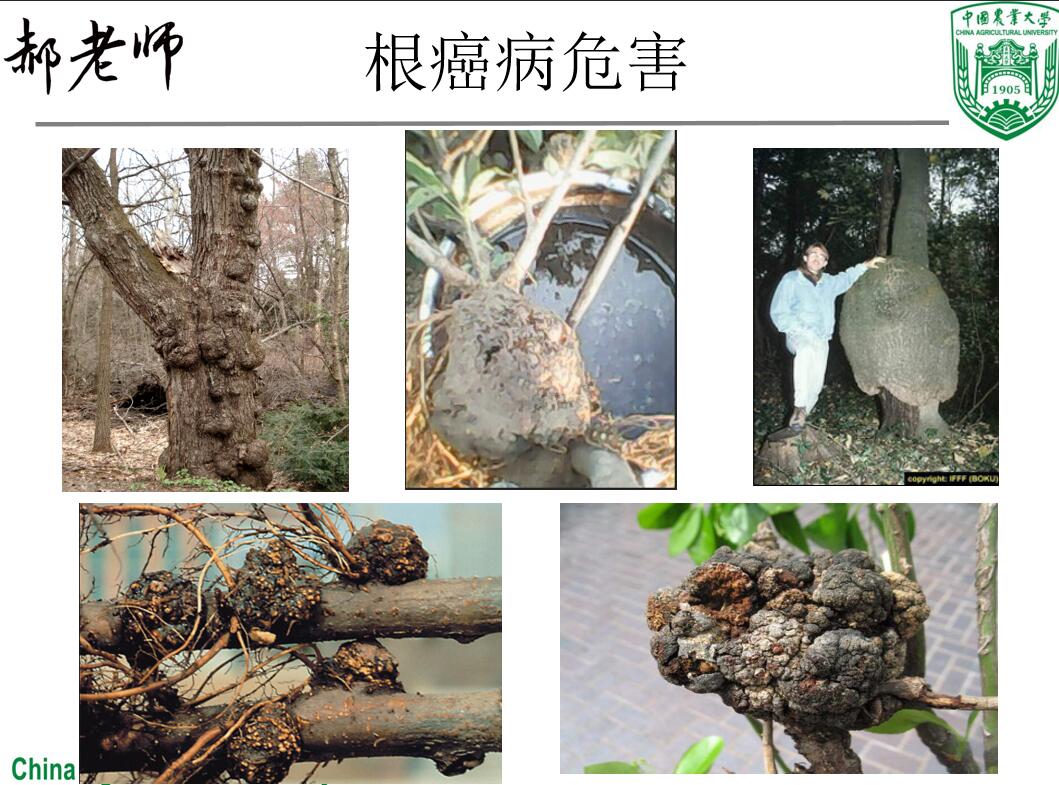 根瘤病郝老师根癌宁k84菌剂大樱桃树苹果月季根癌病微生物菌-图2