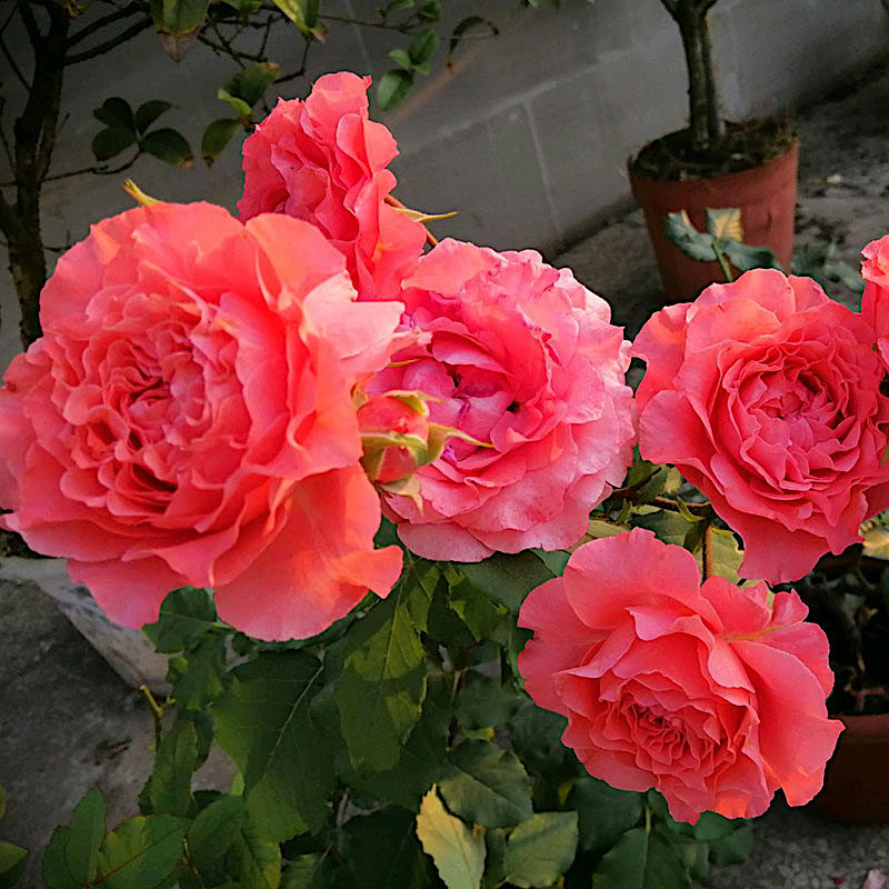 珊瑚果冻月季抗病丰花馥郁香气耐寒耐旱分枝性好室内盆栽玫瑰花,淘宝优惠券,粉丝福利购,淘宝优惠卷