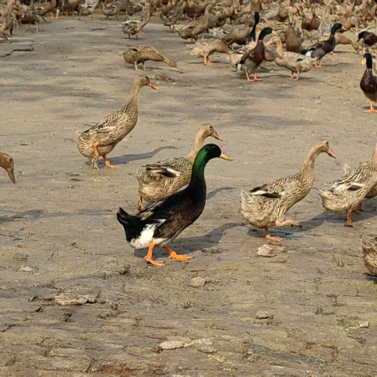 金定鸭种蛋受精蛋可孵化产蛋王散养水鸭土鸭绿皮鸭蛋高产鸭宠物鸭,淘宝优惠券,粉丝福利购,淘宝优惠卷
