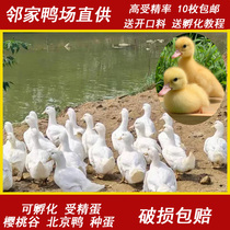 Authentic Cherry Cherry Valley Seed Egg Beijing Duck Large White Duck Fertilized Egg Hatching Small Yellow Duck Dry Duck Duck Non Kool Duck