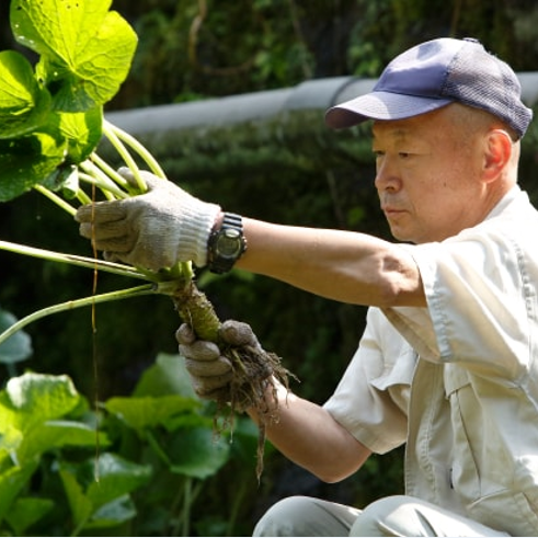 安享好物 安享A级芥末-伊豆山葵屋山葵芥末酱