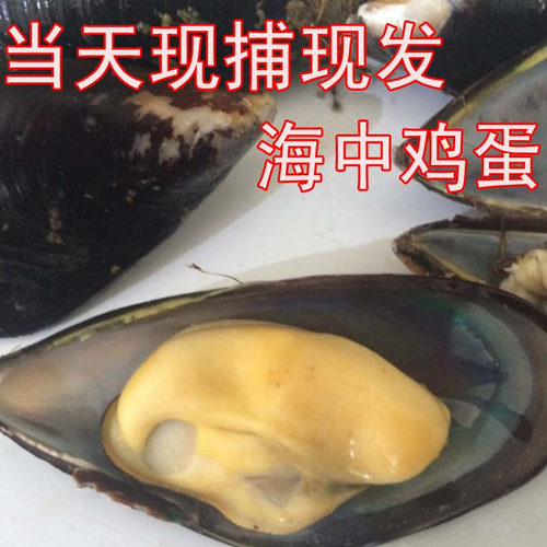 鲜活青口贝大个新鲜海虹特大淡菜野生贻贝鲜活小海鲜水产现捕现发 - 图2