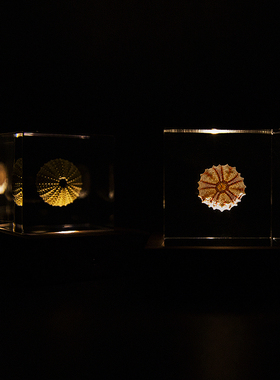 海胆标本收藏格格物朋友礼物