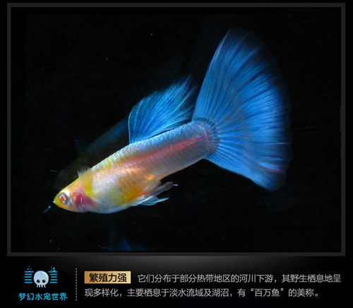 缎带孔雀鱼活体蓝礼服白子凤尾鱼天空蓝热带观赏淡水群游草缸孕母 - 图2