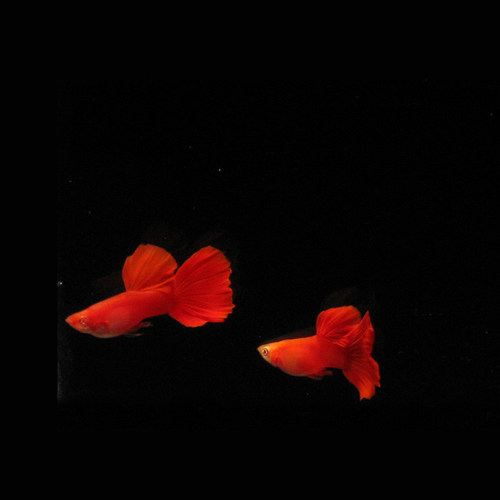 全红孔雀鱼活体观赏热带淡水鱼孕母群游血红白子凤尾鱼大红袍草缸 - 图2