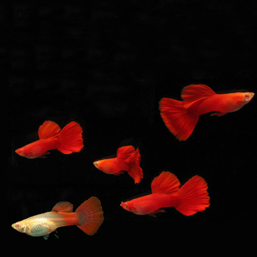 全红孔雀鱼活体观赏热带淡水鱼孕母群游血红白子凤尾鱼大红袍草缸 - 图0