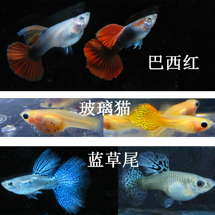 水族孔雀鱼活体自家繁殖热带观赏鱼淡水草缸群游凤尾鱼苗套餐纯系-图1