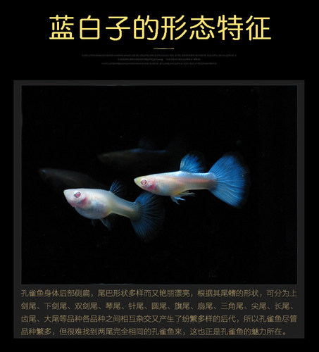 缎带孔雀鱼活体蓝礼服白子凤尾鱼天空蓝热带观赏淡水群游草缸孕母 - 图1