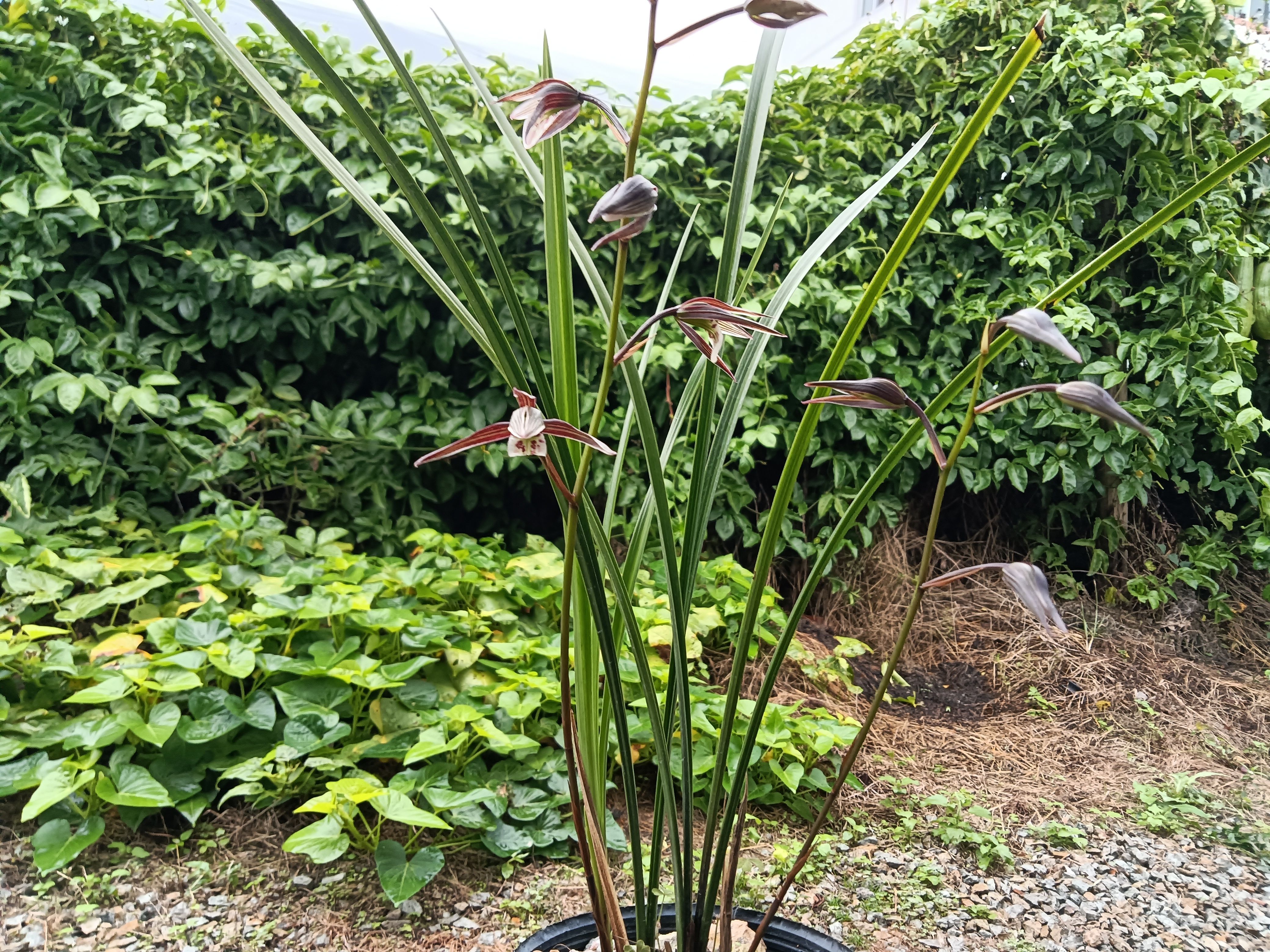 细叶寒兰紫红花系列11月开到1月花期长浓香勤花室内阳台绿植盆栽 - 图3