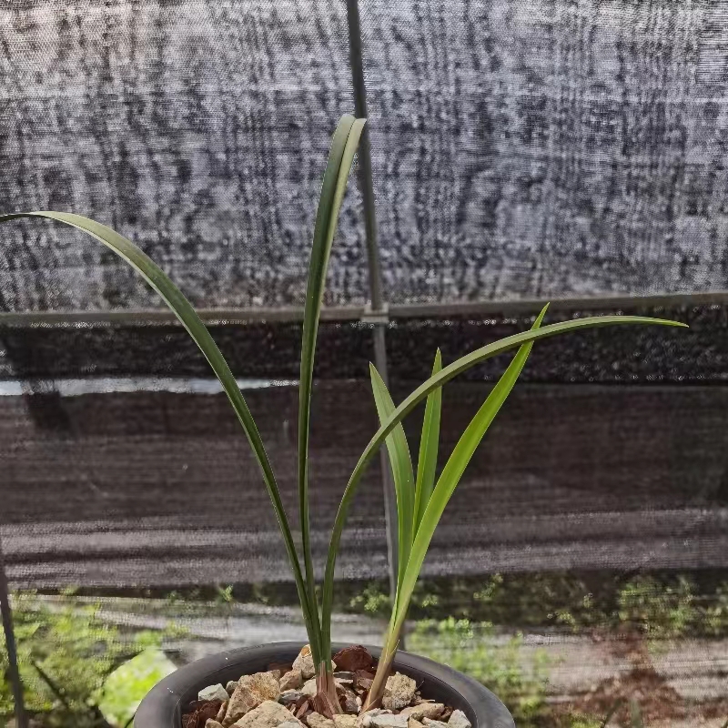 建兰新品红花靡丽花色艳丽花浓香四季兰6-11月花期直立叶型绿植 - 图2