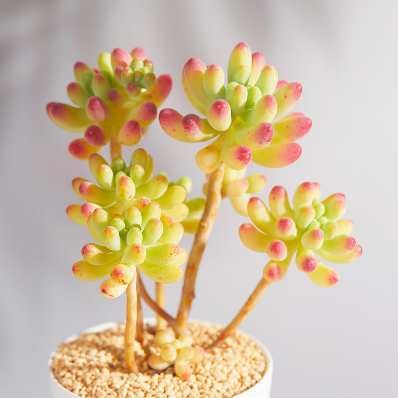 美诺花园果冻乙女心多肉植物室内阳台办公室肉肉植物高品质颜色正