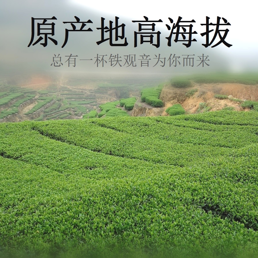 新茶安溪铁观音茶叶鲜香型散装一级500克袋装原产地高山茶农直销