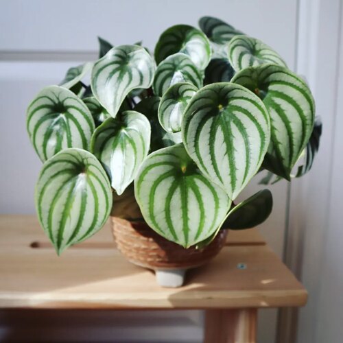 麒麟瓜椒草 Peperomia  argyreia 网红室内绿植盆栽 - 图0