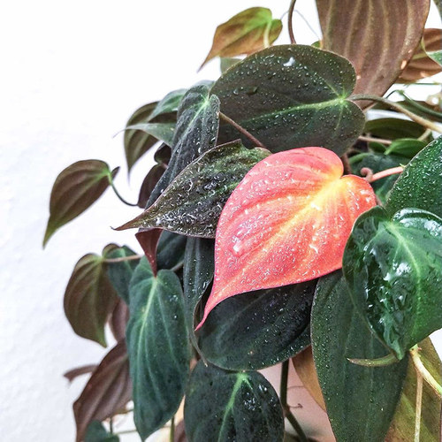 云母蔓绿绒 Philodendron Micans 网红室内盆栽绿植 - 图0