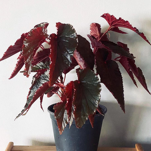 阿拉伯日落秋海棠 Begonia Arabian Sunset 竹节类稀有室内盆栽 - 图1
