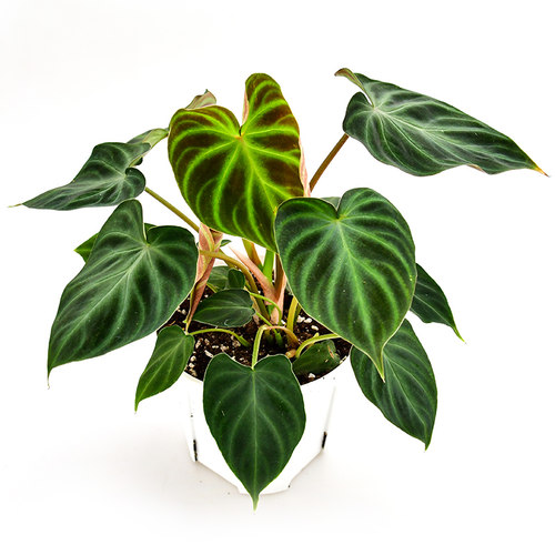 荷兰荧光蔓绿绒  (迷雾)  室内绿植盆栽热植 - 图3