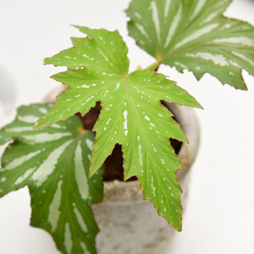 乌头杂秋海棠     美国银枫  Begonia   室内绿植精选盆栽 - 图1