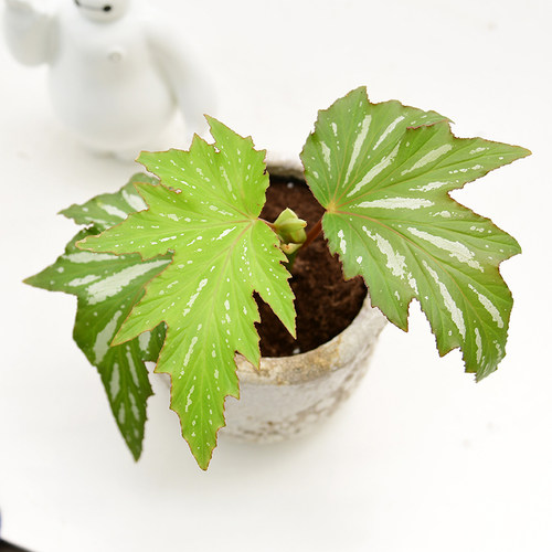 乌头杂秋海棠     美国银枫  Begonia   室内绿植精选盆栽 - 图0