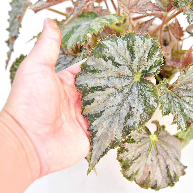 尤里卡矿脉秋海棠  富矿脉 直播间精选一物一拍,淘宝优惠券,粉丝福利购,淘宝优惠卷