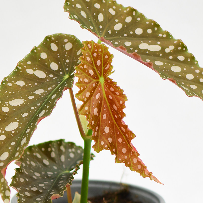 粉旗鱼秋海棠  网红室内绿植盆栽,淘宝优惠券,粉丝福利购,淘宝优惠卷