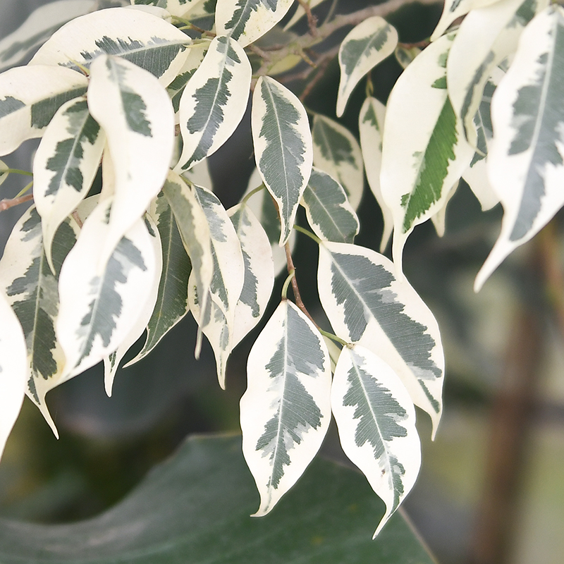 白锦星光垂榕 Ficus Benjamina variegata精品室内户外绿植盆栽-图1