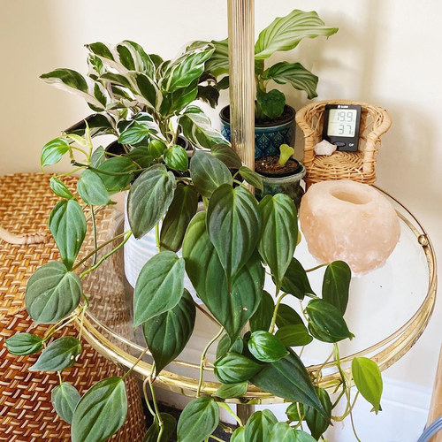 云母蔓绿绒 Philodendron Micans 网红室内盆栽绿植 - 图2