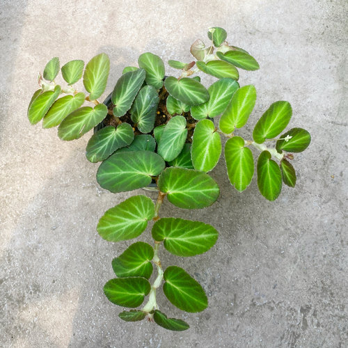 塞尔玛秋海棠   直播间精选 - 图0