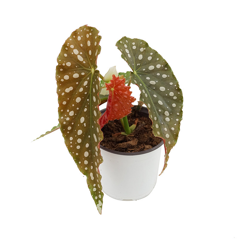 粉旗鱼秋海棠  网红室内绿植盆栽,淘宝优惠券,粉丝福利购,淘宝优惠卷