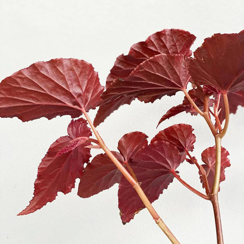 阿拉伯日落秋海棠 Begonia Arabian Sunset 竹节类稀有室内盆栽 - 图3