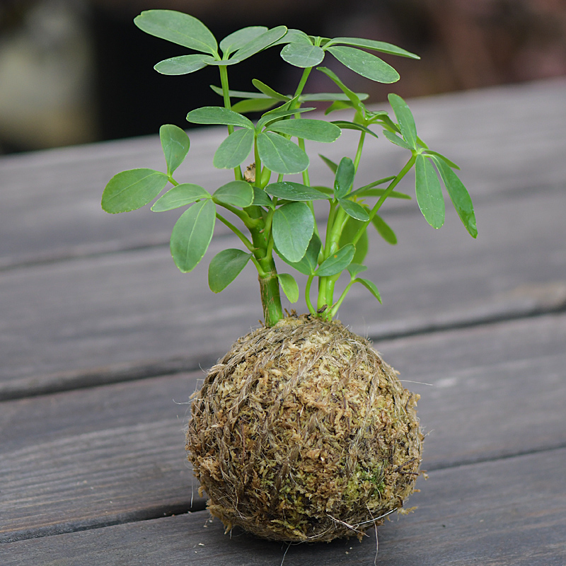 苔玉球 Kolot 苔玉球 Kolot