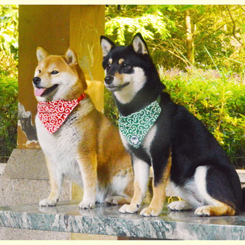 日系唐草纹狗狗三角巾项圈小铃铛柴犬外出配饰日式唐草口水巾围脖 - 图2