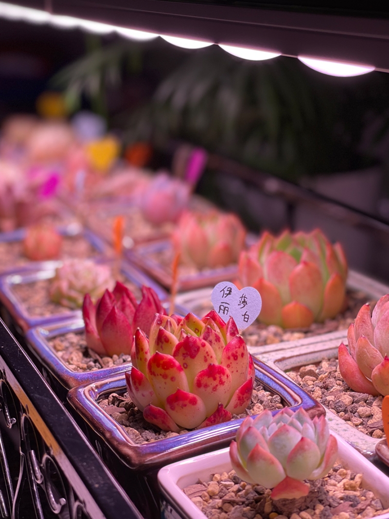 科瑞LED植物生长灯全光谱多肉补光灯上色室内雨林缸盆栽微景观灯 - 图0