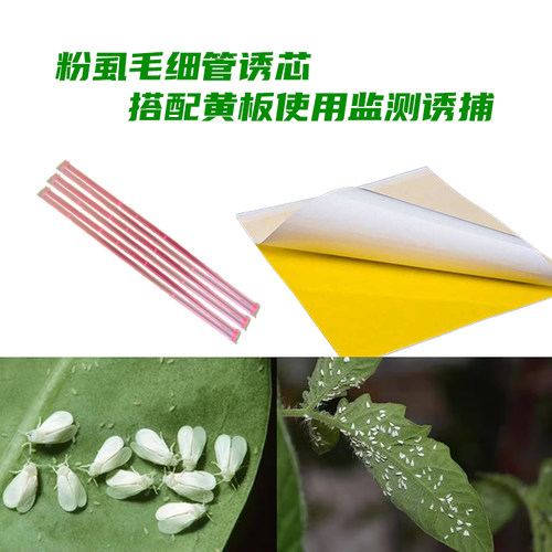 科云白粉虱诱芯烟粉虱信息素监测诱捕西红柿辣椒黄瓜茄子小白蛾 - 图1