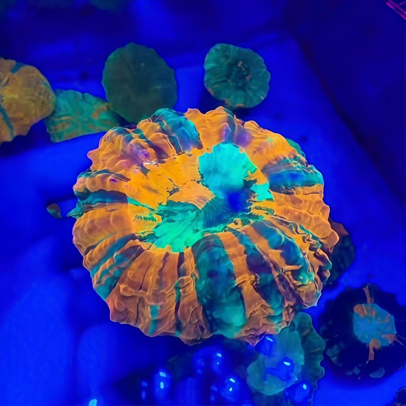 彩色富士脑类合集红富士脑红水晶脑糖果脑黄绿飞盘海水缸珊瑚活体,淘宝优惠券,粉丝福利购,淘宝优惠卷