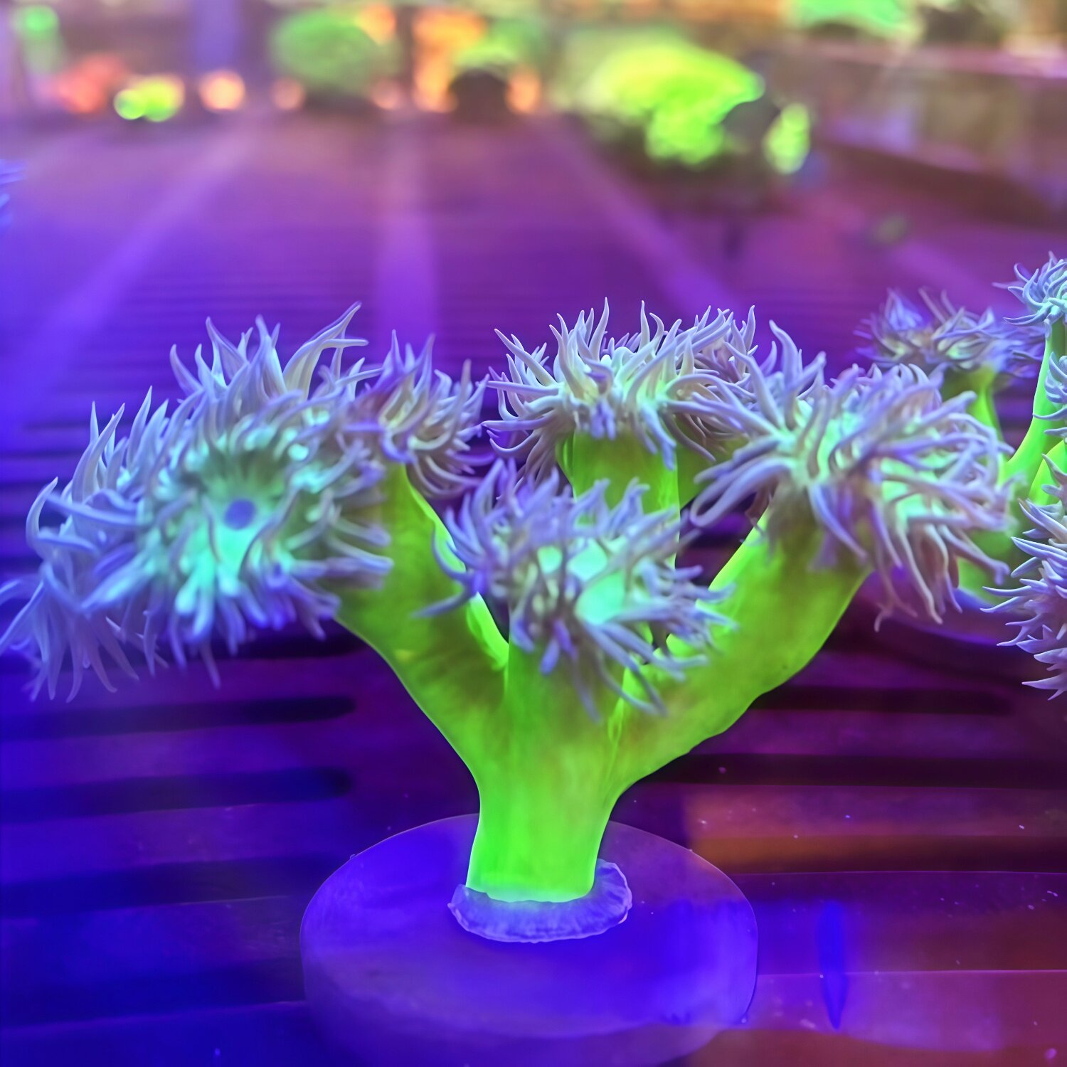 榔头合集绿榔头澳洲灯琴荧光绿气泡猪腰海水鱼缸珊瑚活体海峰水族,淘宝优惠券,粉丝福利购,淘宝优惠卷