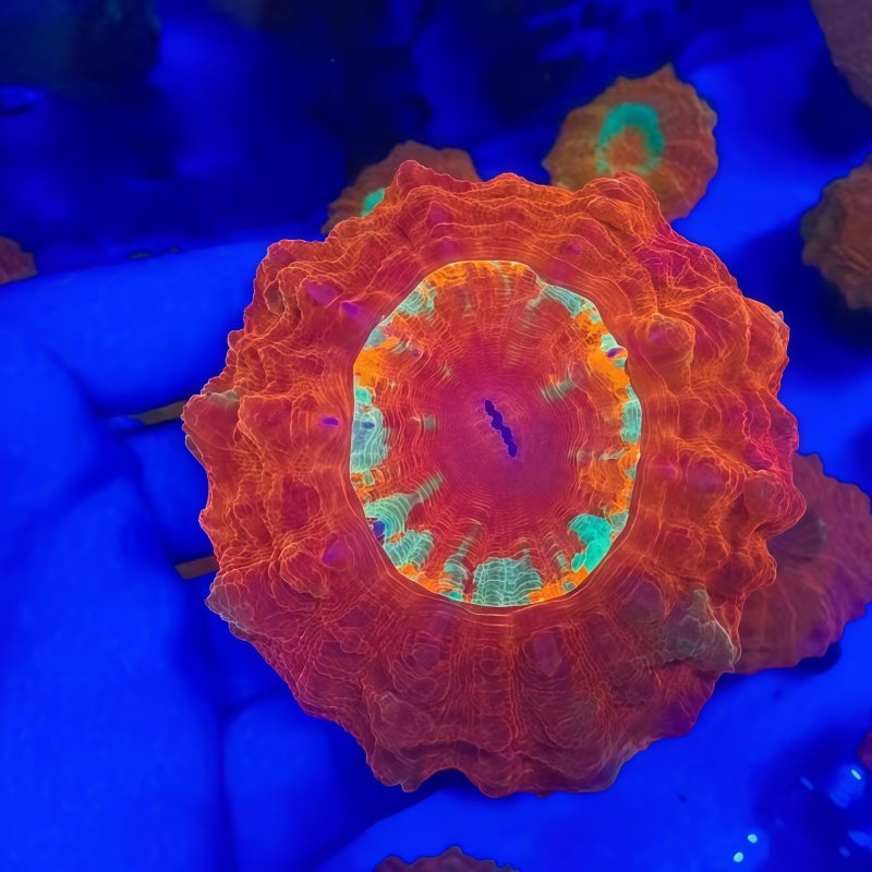 彩色富士脑类合集红富士脑红水晶脑糖果脑黄绿飞盘海水缸珊瑚活体,淘宝优惠券,粉丝福利购,淘宝优惠卷