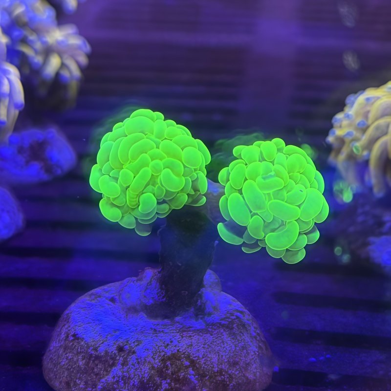榔头合集绿榔头澳洲灯琴荧光绿气泡猪腰海水鱼缸珊瑚活体海峰水族,淘宝优惠券,粉丝福利购,淘宝优惠卷