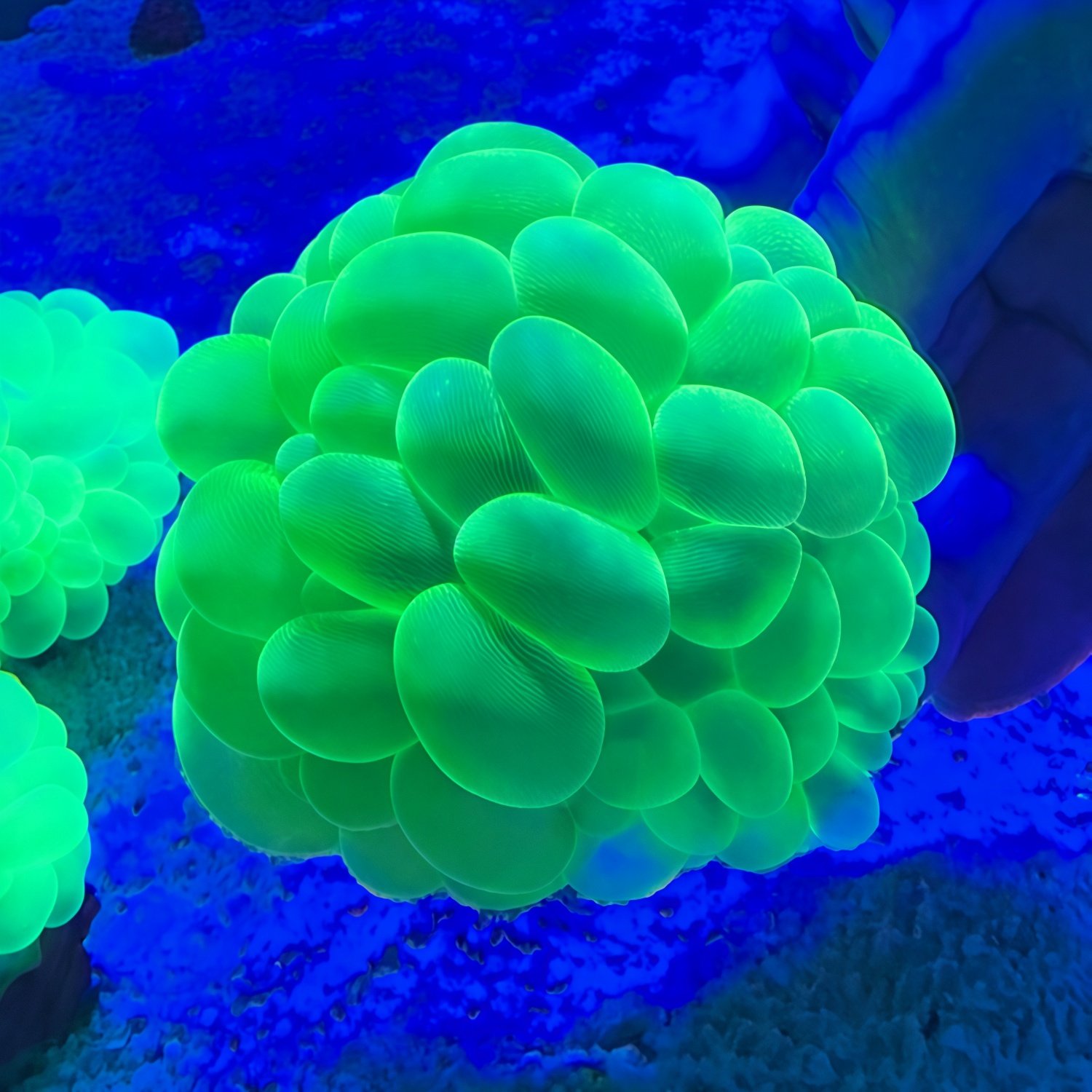 榔头合集绿榔头澳洲灯琴荧光绿气泡猪腰海水鱼缸珊瑚活体海峰水族,淘宝优惠券,粉丝福利购,淘宝优惠卷