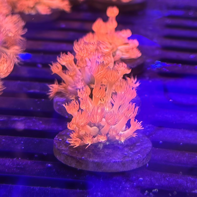 长须圆帽红宝石花茉莉花单包单苞海水鱼珊瑚缸活物活体小丑鱼海缸,淘宝优惠券,粉丝福利购,淘宝优惠卷