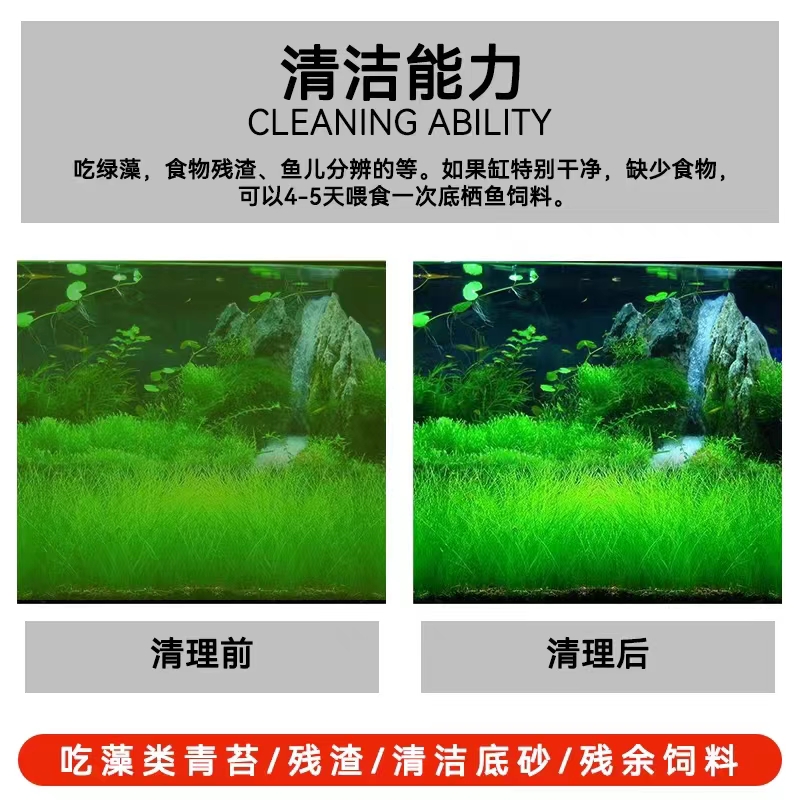 清道夫鱼缸清洁工鱼垃圾鱼除藻活体观赏热带淡水鱼专清理藻类残饵 - 图1