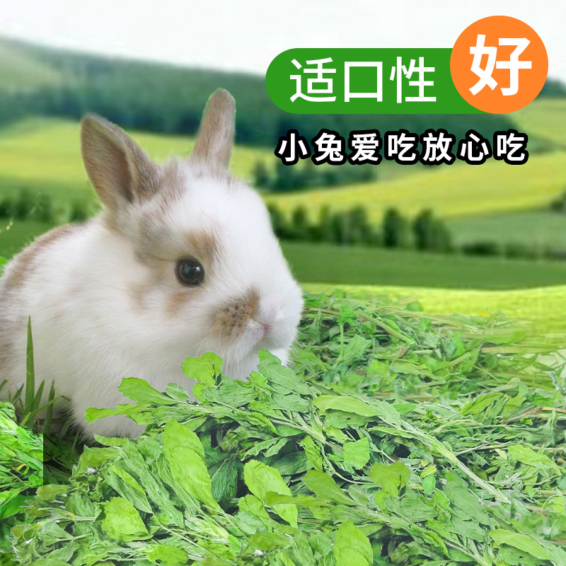 苜蓿草兔子粮草紫花干草幼兔食用龙猫豚鼠吃的粮食苜宿草兔粮饲料-图1