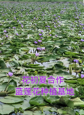 花初夏烂脸哈纯露500ml湿敷补水