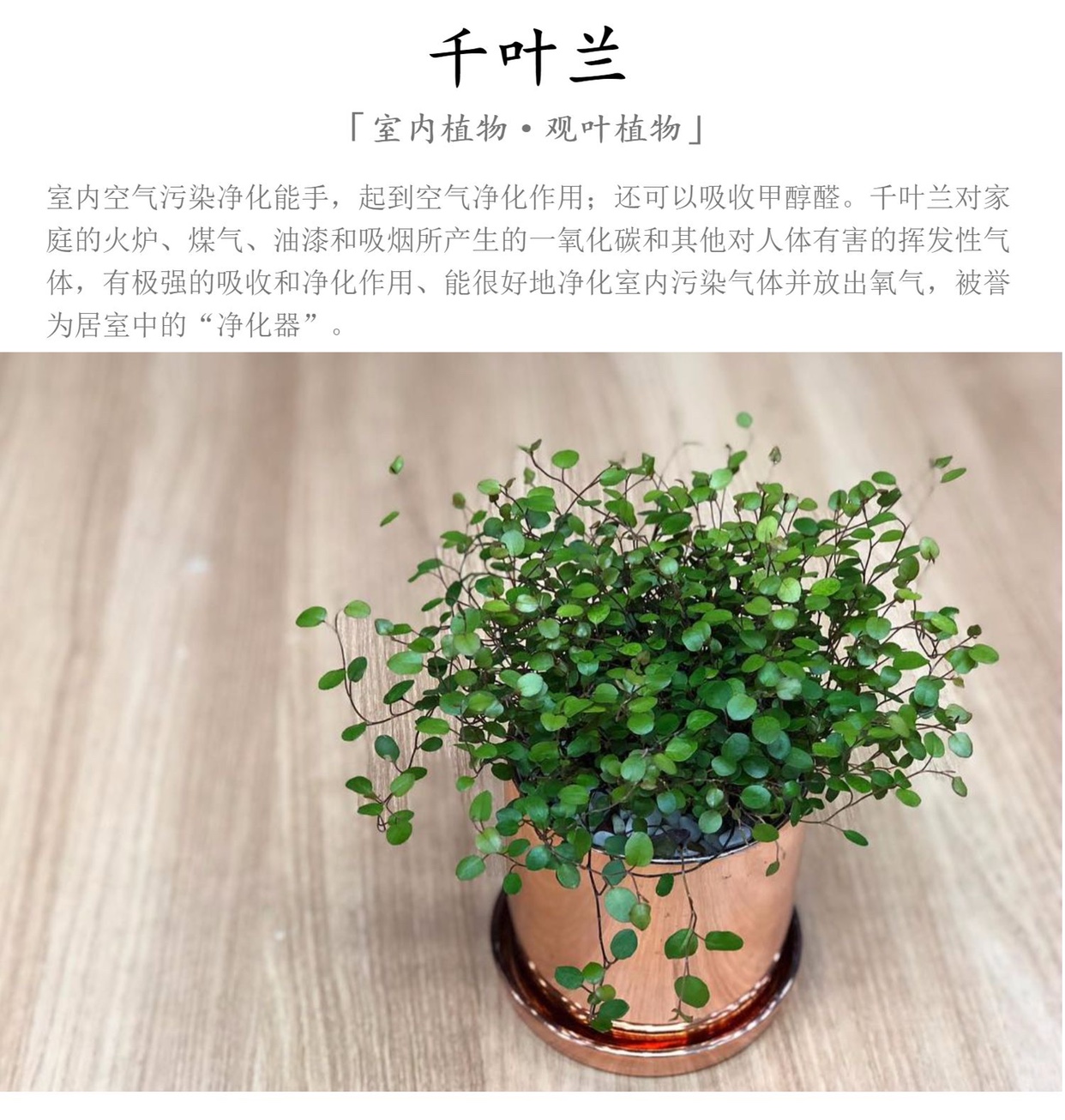 千叶吊兰盆栽植物室内婚纱吊兰新房装修吸甲醛净化空气绿植花苗 - 图0