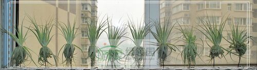 展示 空气凤梨 热带 Tillandsia gardneri Large 大型薄纱 - 图2